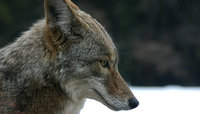 Coyote profile