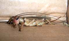 An Australian Brown Field Cricket