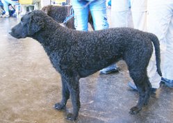 Curlies only come in liver like this dog