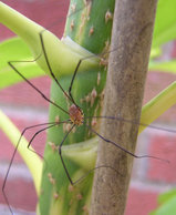 Harvestman