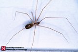 Cellar Spider