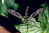 Crane Fly