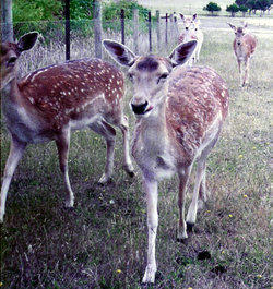 Deer running