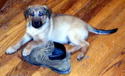 Puppies engage in teething on almost anything.