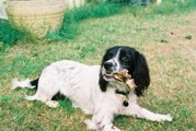 This English Springer Spaniel is enjoying a bone.