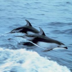 Pacific White-sided Dolphins