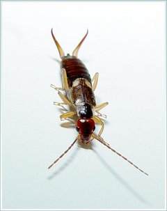 Common earwig, Forficula auricularia