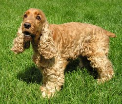Red English Cocker Spaniel