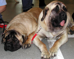 English Mastiffs, which are more often called simply Mastiffs