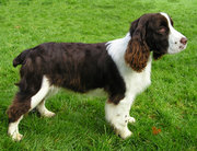 Solid liver and white coat color