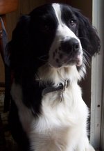A black and white Springer Spaniel