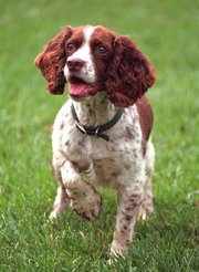 Spot Fetcher - U.S. President George W. Bush's dog, now deceased