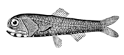 California headlight fish