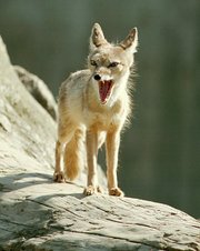 Desert Kit Fox