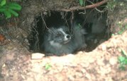 Black Fox