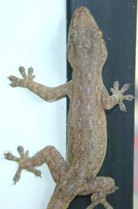 house gecko