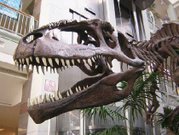 Skull of Gigantosaurus