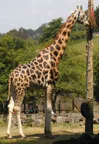 Rothschild's Giraffe