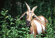 Preferring woody and weedy species, goats select the young growing points first as they browse downward from the upper parts of a plant.Photo by Scott Bauer for the USDA