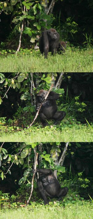 A female gorilla using a trunk as a support.