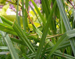 Giant Green Slantface Grasshopper