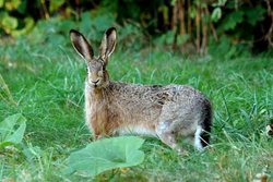 European hare