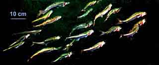 Fish school of herrings.