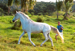 Gray Horse