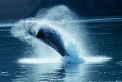 Humpback Whale