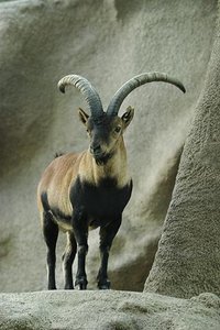 Capra nubiana