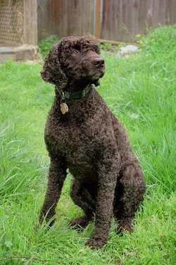 Irish Water Spaniel (with short clip)