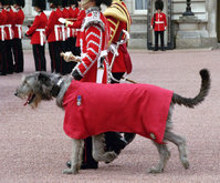 Irish Guards mascot in parade dress