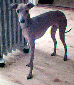 Image:Eros.jpg