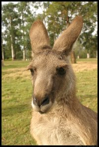 Western Grey Kangaroo at Lone Pine Koala Sanctuary, Brisbane