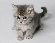 A kitten.
