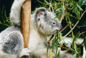 Koala eating leaves