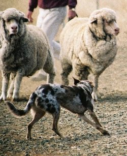 Red Merle short coat