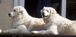 A pair of Kuvasz