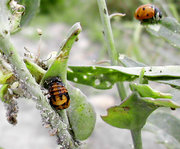 Pupal stage