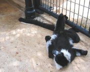 Ruffed Lemur