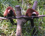 Red Ruffed Lemur (Varecia variegata rubra)