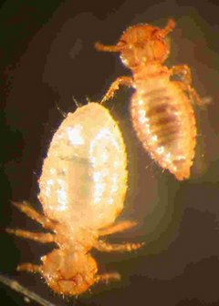 Sheep lice