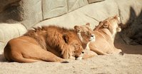 Lions