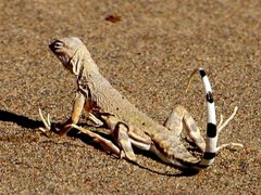Zebra tailed lizard from Death Valley 