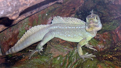 Plumed Basilisk (Basiliscus plumifrons) of the family Corytophanidae.
