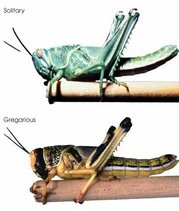 Desert locust
