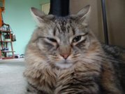 The Maine Coon's "ruff"