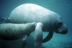 Manatee with calf.