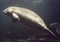Manatee.