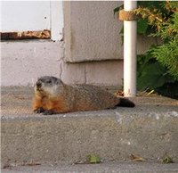 Groundhog